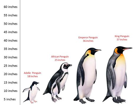 Emperor Penguin Size Comparison