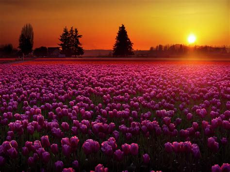 Tulip Field at Sunset Photograph by Penny Lisowski - Pixels