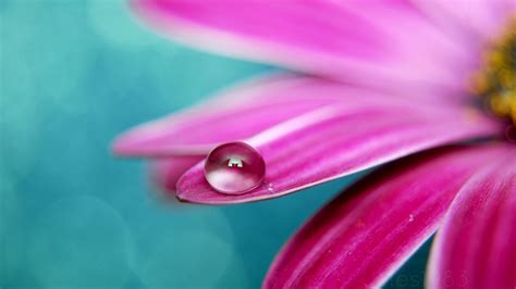 Water Drop on Petal-Flowers Photography Desktop Wallpaper - 1920x1080 wallpaper download | Gota ...