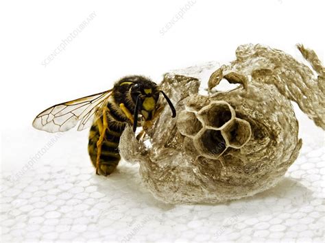 Common wasp and nest - Stock Image - C020/6214 - Science Photo Library