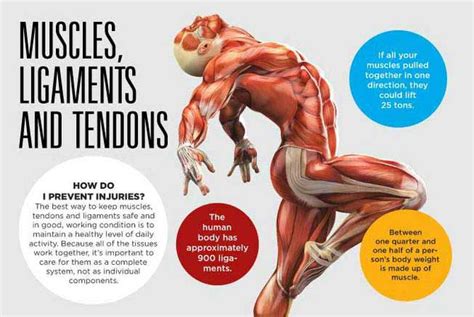 Diagram Of Tendons And Ligaments