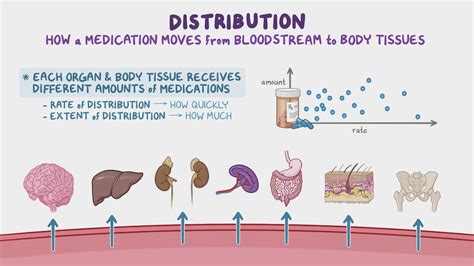 Pharmacokinetics - Distribution: Nursing pharmacology - Osmosis Video ...