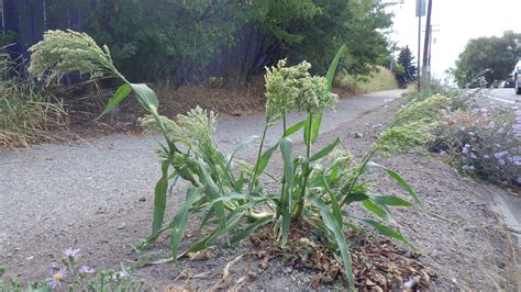 The History of Domestication for Broomcorn Millet