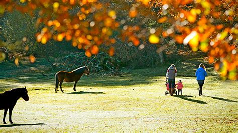 The Best New Forest Autumn Walks – New Forest Cottages Blog