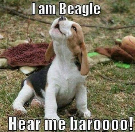 14 Funny Beagle Memes That Will Make You Smile! - PetPress