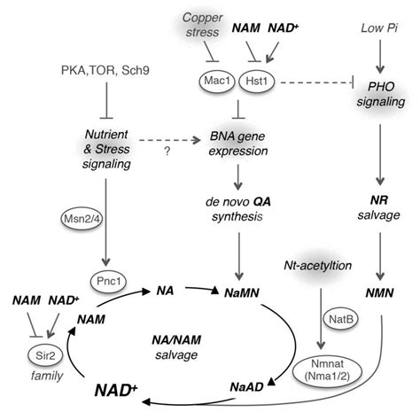 Biomolecules | Free Full-Text | NAD+ Metabolism and Regulation: Lessons From Yeast