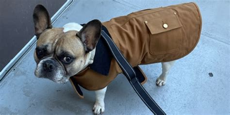 Carhartt Dog Coat Review: Is It Worth It? - Paw of Approval - The Dodo