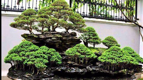 Image result for penjing garden | Bonsai forest, Bonsai tree, Bonsai garden