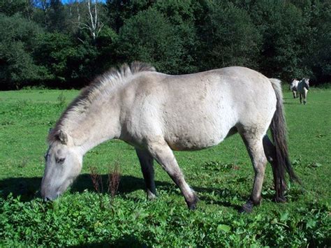 Tarpan | Horse Love | Pinterest