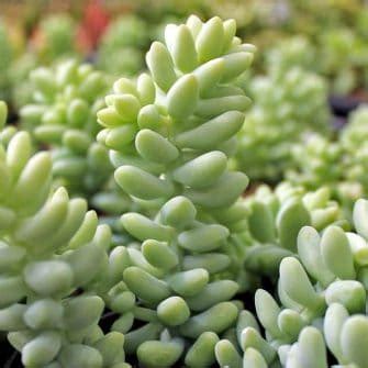 9 Best Trailing Succulents and Cacti - Sublime Succulents