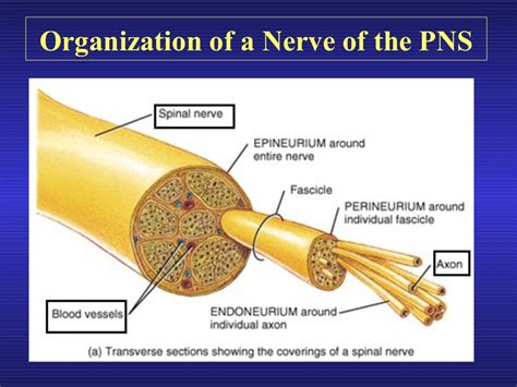 Introduction to the nervous system and nerve tissue[1]