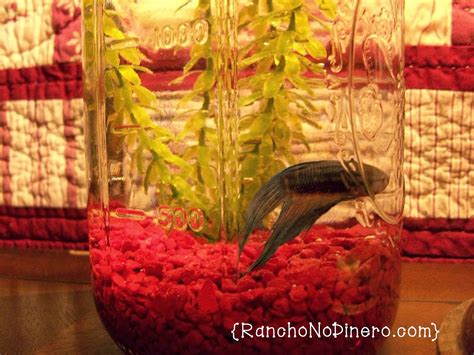 Tiny House Homestead: Mason Jar Monday - DIY How to Make an Aquarium From a Mason Jar