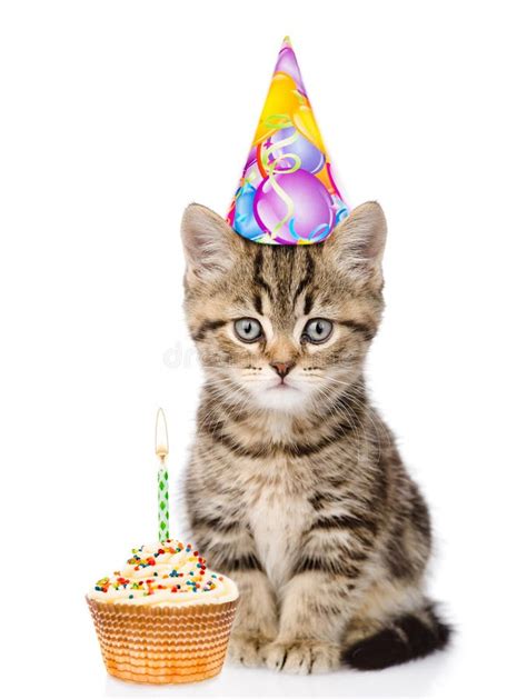 Cat in Birthday Hat and Cake Looking at Camera. Isolated on White Stock Photo - Image of dessert ...