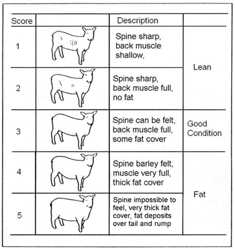 Sheep Nutrition - North Florida Livestock Agents' Group - University of Florida, Institute of ...