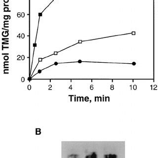 Dependence of lactose permease function on the Cpx system. (A) Cells... | Download Scientific ...