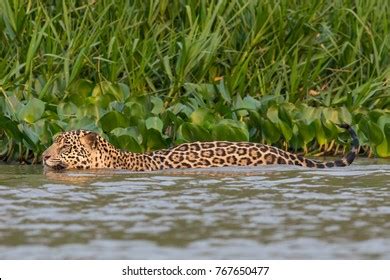 560 Jaguar swimming Images, Stock Photos & Vectors | Shutterstock