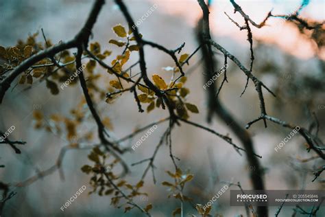 Branches with autumn leaves — small, stems - Stock Photo | #205545846