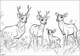Deer Family  Coloring Pages For Adults sketch template