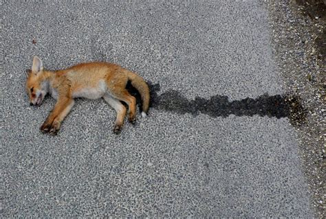 Roadkill- fox cub © Nigel Mykura :: Geograph Britain and Ireland