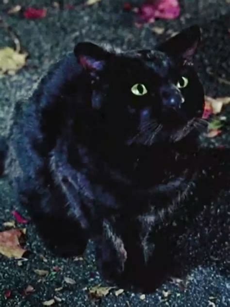 The Original Voice Actor Of Binx The Cat Will Not Be Returning For 'Hocus Pocus 2'