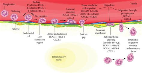 Diapedesis Histology