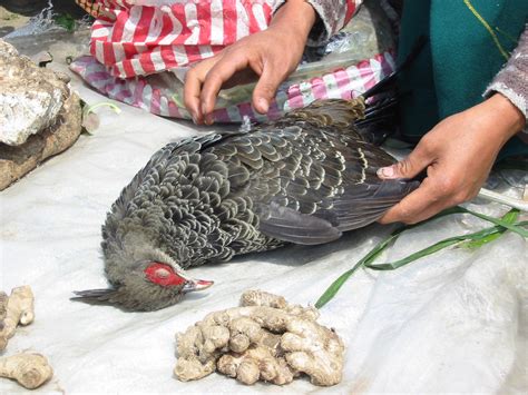 Public Calls for Governments to Close Southeast Asia’s Wildlife Markets