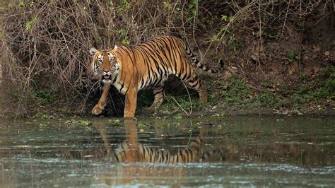 Man Eaten By Tiger