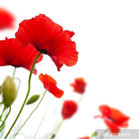 Poster poppies isolated on white background- border angle of page ...