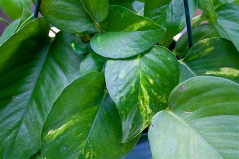 The 9 Best Pothos Varieties (With Pictures) - Growfully