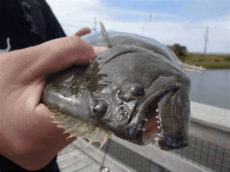 Flounder Fishing Tips & Techniques Guaranteed To Help in 2024