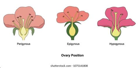 435 Ovary In Plants Stock Vectors, Images & Vector Art | Shutterstock