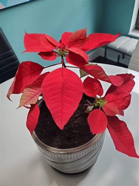 Poinsettia leaves curling? : r/plantclinic