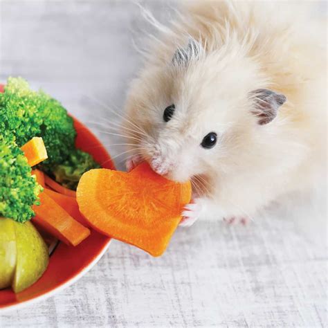 How Often To Give Your Hamster Fruit And Vegetables? - Hamsters 101