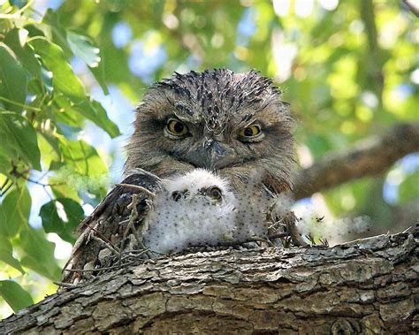 Hard to spot, but worth looking out for: 8 surprising tawny frogmouth facts