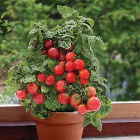 Tomato - Sweet 'N' Neat Red Tomato - Pleasant View Gardens