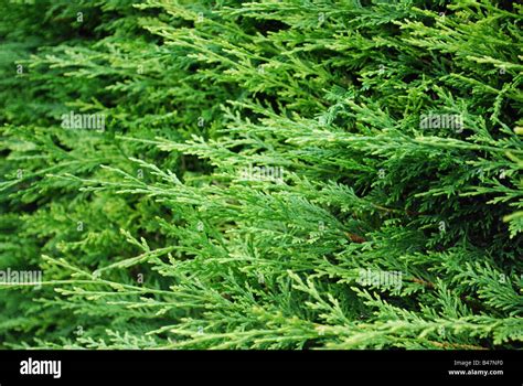 Leylandii hedge Stock Photo - Alamy