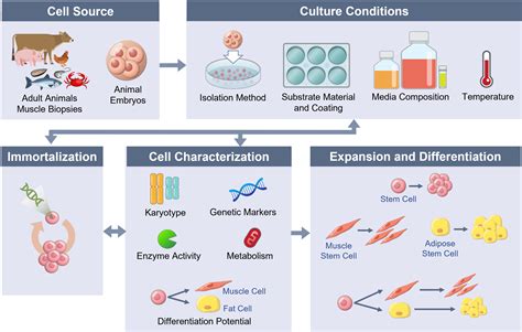 Cell Line Development – USDA National Institute for Cellular Agriculture