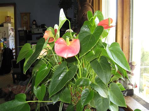 Amazing Red Flower With Heart Shaped Leaves - Bloomin' Blog