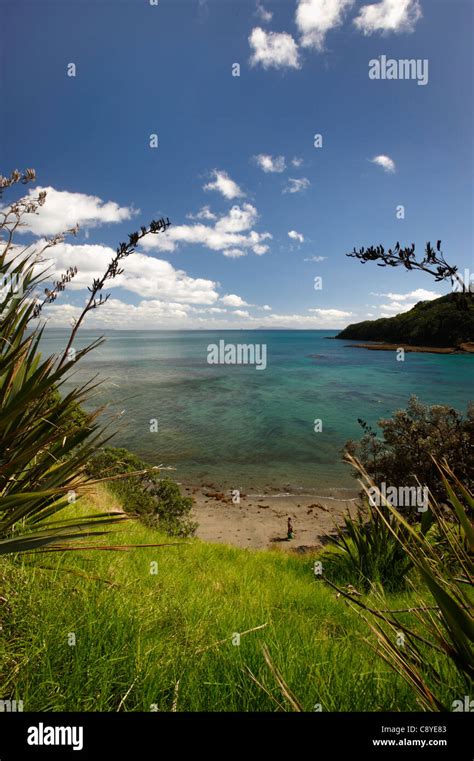 Goat Island, North Island, New Zealand Stock Photo - Alamy