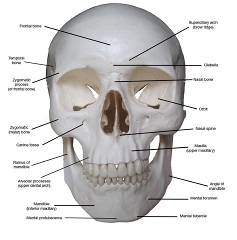 Kreated by Krause: Artistic Anatomy Part 1: Frontal Skull Bones