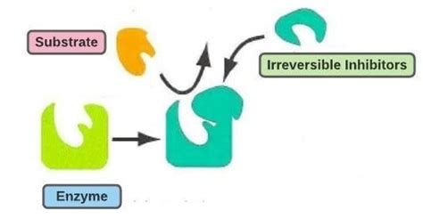 Enzyme Inhibitor Examples