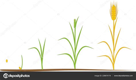 Rye Life Cycle Stages Growth Seed Mature Rye Plant Stock Vector Image ...