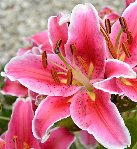 Pink Asiatic lilies in my garden (Wil) | W-Colorful Flowers | Garden ...