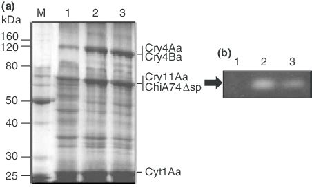 Evaluation of endochitinase activity using solubilized intracellular... | Download Scientific ...