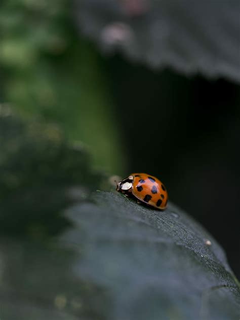 HD wallpaper: red ladybug on black leaf, selective focus of red ladybug ...