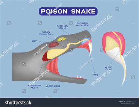 65 afbeeldingen voor snake venom glands: afbeeldingen, stockfoto‘s en ...