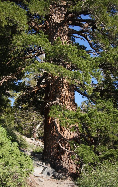 Western White Pine | Medium Tree Seedling – SequoiaTrees.com