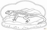 Lizard coloring Page  Free Printable Coloring Pages sketch template