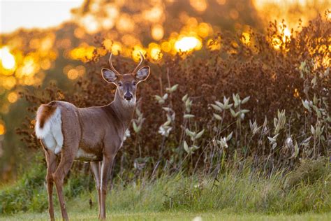 Find the Best Feeding Times for Deer | Tectonic