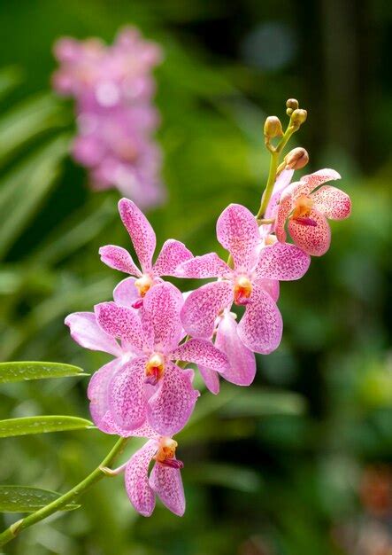 Premium Photo | Pink orchids